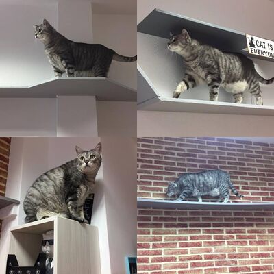 Valenciennes - Le Chat Fait des Délices - Restaurant - Chat - 2018.jpg
