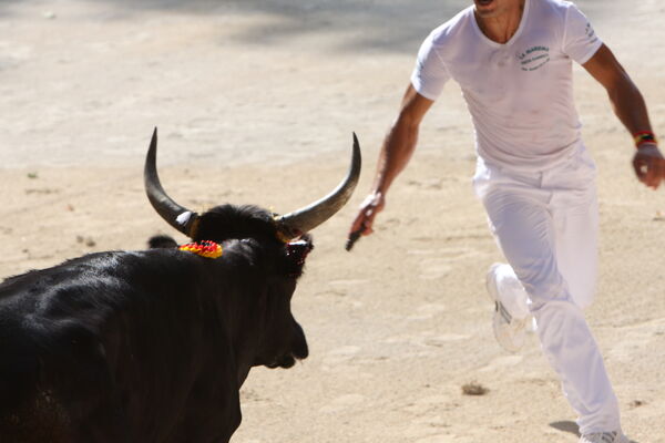 Courses Camarguaises Juillet 2008.jpg