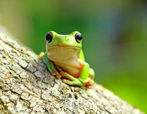20.03.20 grenouilles.jpg