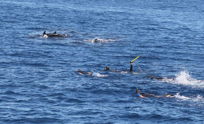 NAGE DAUPHINS002.JPG