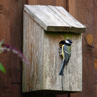 titmouse_bird_natural_expensive_young_birds_nest_box_nesting_box-565379.jpg!d.jpg