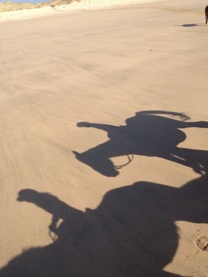 ecuriesdumoulinmoreau-laflotte-iledere-ombres.jpg