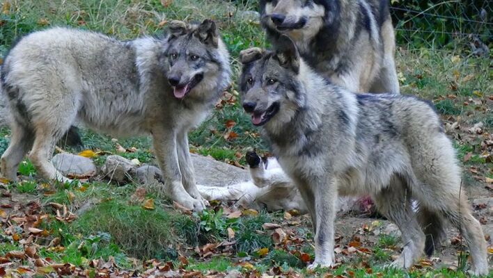 loup.jpg