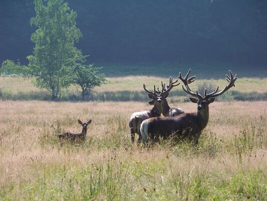 Cerfs Espace faune-PNRFO.jpg