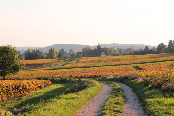 Vignes-Givry-automne-2017-JM (85).JPG