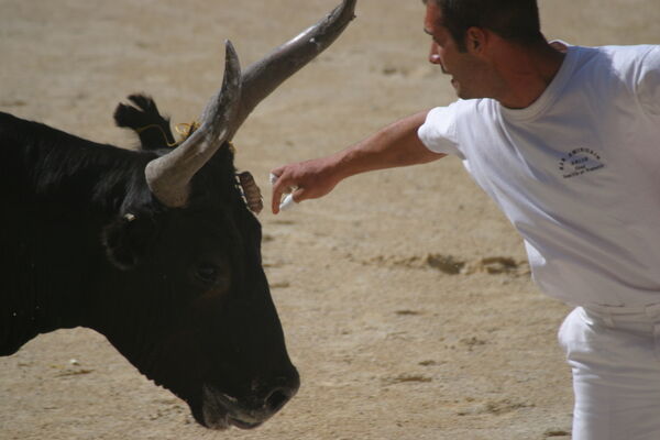 Course Camarguaise3.jpg