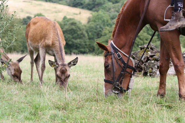 La Vallée des Cerfs ©Vallée des Cerfs (2).JPG