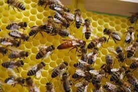 Visite_Ass_Pat_abeilles.jpeg