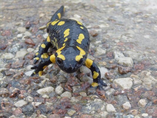 Salamandre.jpg