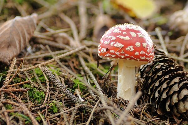 mushrooms_forest_forest_floor_autumn_fly_agaric_golden_autumn_forest_mushrooms_mushroom-1003044.jpg!d.jpeg