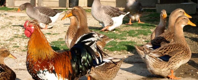 Basse-cour-ferme-maneholt-poulet-lecoq-manehouville-890x360.jpg