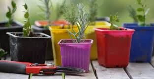 plantes petites.jpg