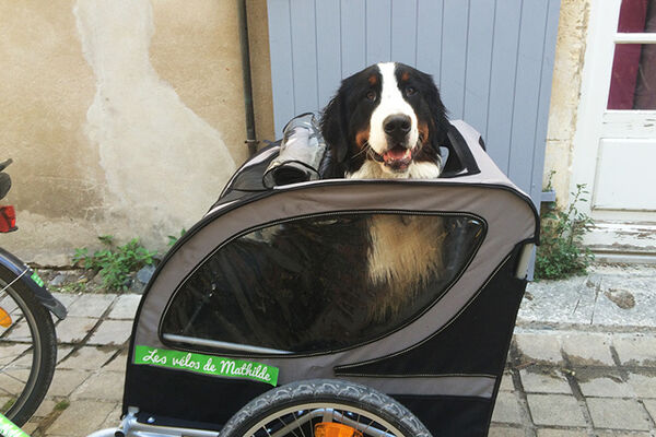 dogtrailer ile de ré.jpg