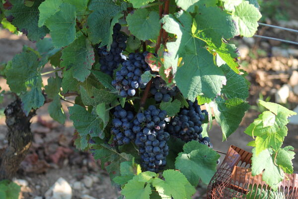 Givry-vins-vignes