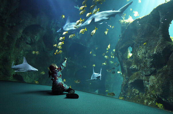 amphitheatre_requins_enfant_1(c)AquariumLaRochelleSAS.jpg