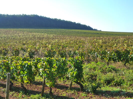 Vignobles de Rully