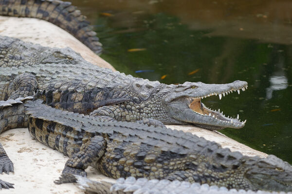 Planète des Crocodiles - Civaux - 2017 - ©Momentum Productions Mickaël Planes (3).JPG