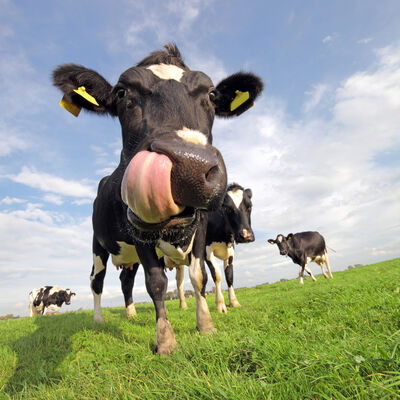 iStock-155242268.jpg