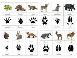 traces d'animaux.jpg