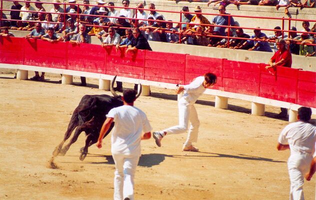 Beaucaire Course Camarguaise.jpg