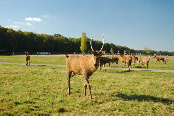 safari zoo autreche