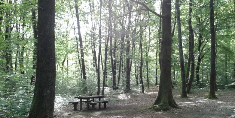 forêt 5 sens.jpeg
