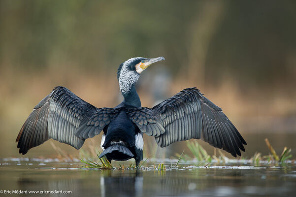 cormoran (002).jpg