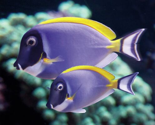Chirurgien_Acanthurus (c) AQUARIUM LA ROCHELLE sas.jpg