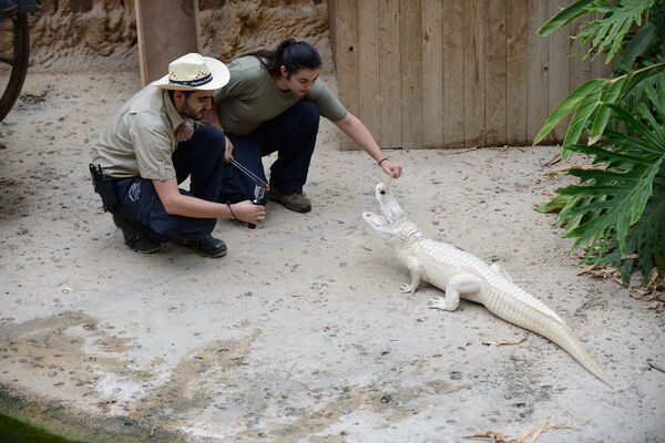 Planète des Crocodiles - Civaux - 2017 - ©Momentum Productions Mickaël Planes (26).JPG