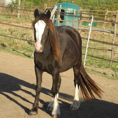 Balade_poney_ferme_Grillaults_La_Roche_Posay.jpg