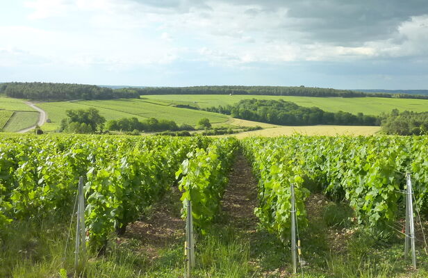Vignoble.jpg