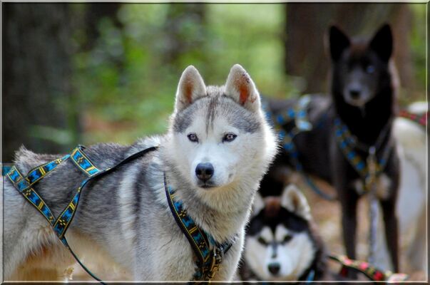 cani_rando_La_Roche_Posay (4).JPG