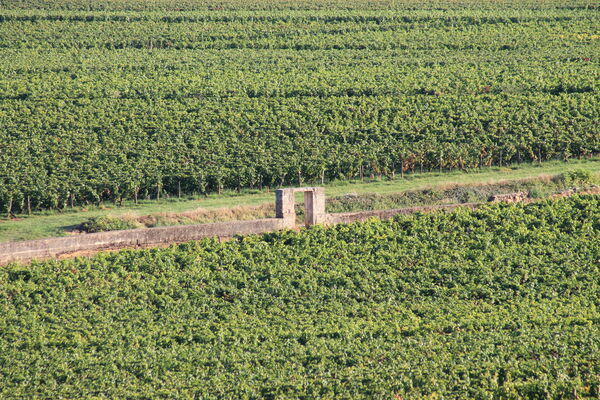 Vignoble Givry (2).JPG