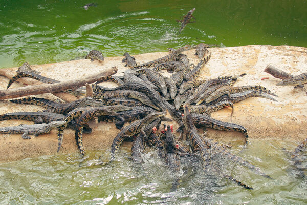 Planète des Crocodiles, Civaux ©ATV (2).jpg