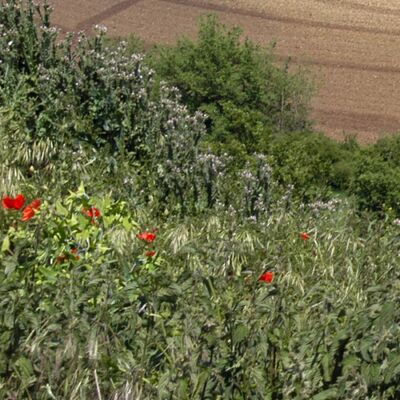 le-pin-chemins-creux-rando-pedestre.jpg