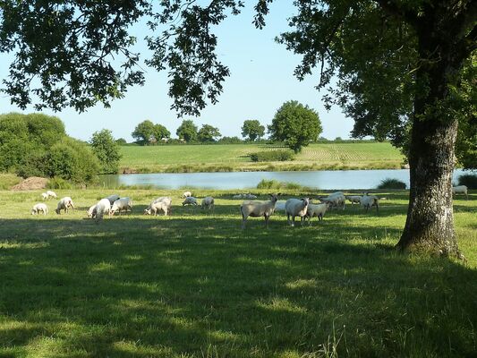 rorthais-gite-charmille-moutons1©BenedicteBesnard.jpg