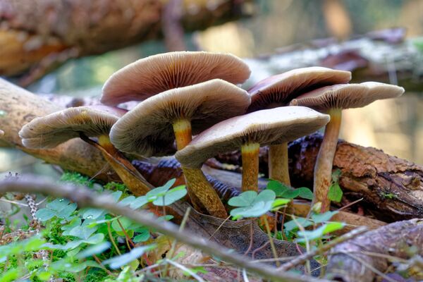 Champignons_La_Roche_Posay ©Pixabay.jpg