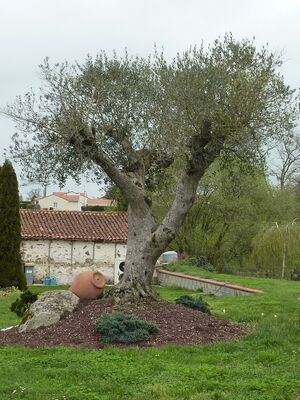 nueil-les-aubiers-chambres-dhotes-la-minaudiere-olivier.jpg