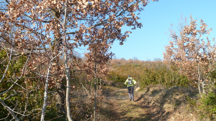Sentier forestier