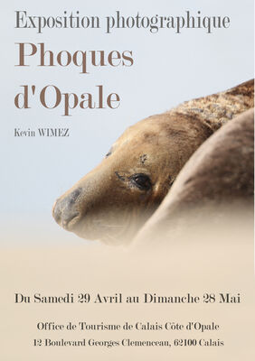 affiche phoques dopale calais (004).jpg