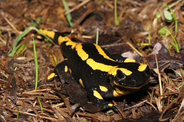 06.04.2019 le réveil des amphibiens.jpg