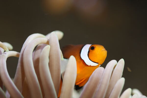 amphiprion_percula(c)aquarium-larochelleSAS.JPG