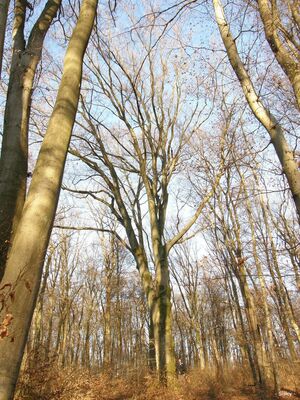 hetre-foret-du-buchholz-1-a.jpg