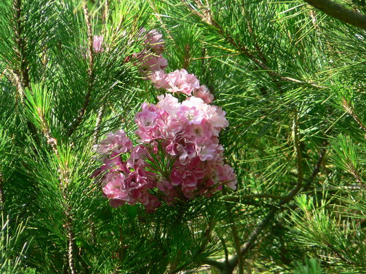 laroseraie2.jpg