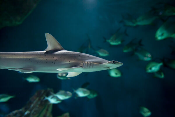 requin-marteau(c)FALM-aquarium-larochelle.jpg