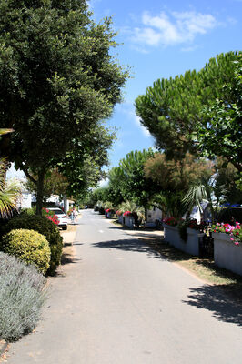 Cormoran_coll_village_2017 (5).jpg