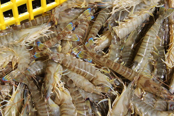 9crevettes_opt.jpg