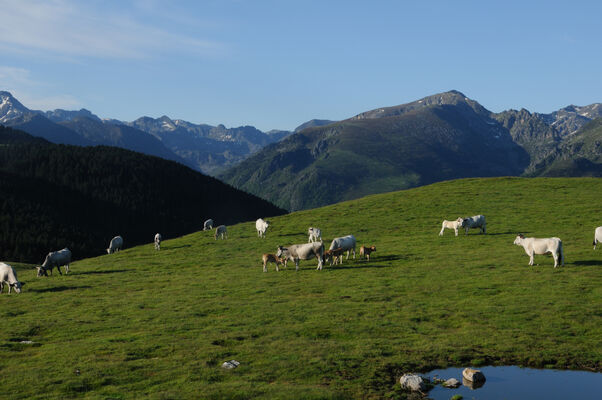 Beille troupeaux vache Gasconne - CP Magalie Lacube (4).jpg