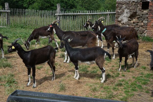 Ferme CPA Lathus Saint Rémy © Claude Bouthe (4).jpg
