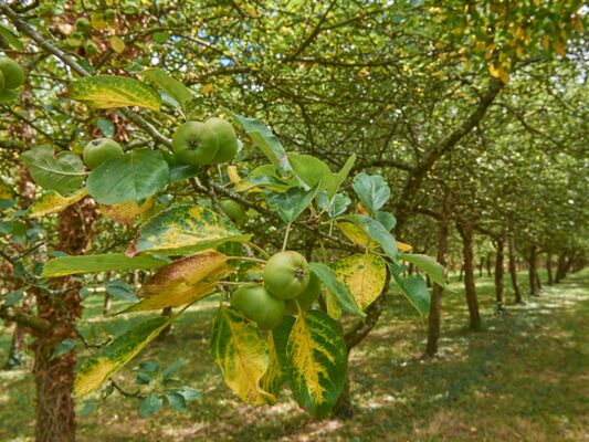 Cidre_Montagnes_Noires_Gourin.jpg